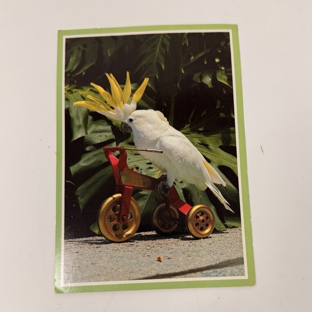 Triton Cockatoo at Parrot Jungle, Miami Florida Vintage Postcard 1984 Nat Color